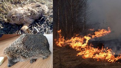 На Львівщині від початку року виникло понад 200 пожеж сухої трави. Чим це загрожує