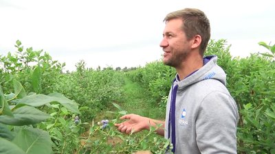 На Житомирщині фермер на 4 гектарах землі вирощує 13 тисяч кущів лохини На Житомирщині фермер на 4 гектарах землі вирощує 13 тисяч кущів лохини
