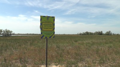 На Миколаївщині зацвіло орхідне поле На Миколаївщині зацвіло орхідне поле