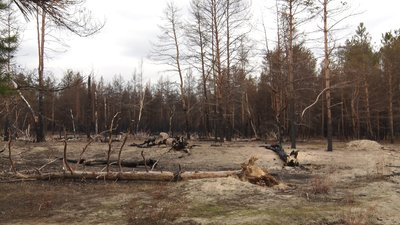 Масштабні пожежі на Луганщині: рятувальники не визнають своєї провини