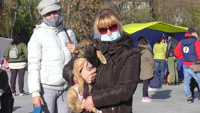У Миколаєві вшосте відбулась виставка безпритульних собак "Щастя не має породи"