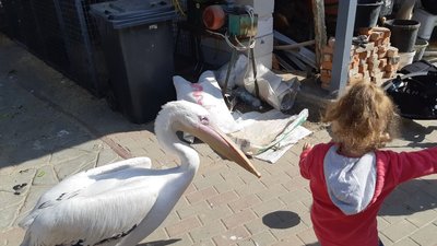 У Вінниці живе пелікан, який жонглює та розуміє людську мову У Вінниці живе пелікан, який жонглює та розуміє людську мову