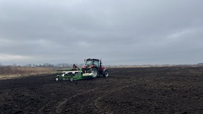На Хмельниччині висаджують міскантус