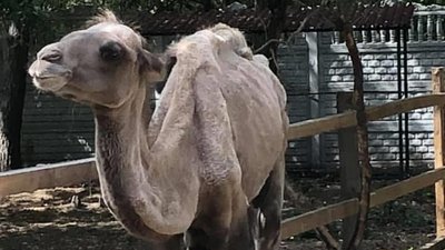 Верблюда з Харкова повернули до зоопарку: у Кобеляках він був на оздоровленні Верблюда з Харкова повернули до зоопарку: у Кобеляках він був на оздоровленні