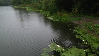 Фіналка Фіналка