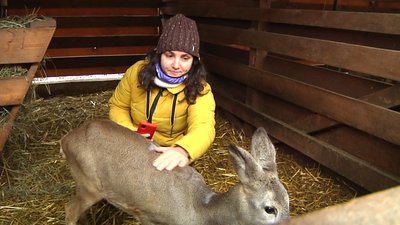 У Житомирі козуля, яку врятували перехожі, житиме в контактному зоопарку