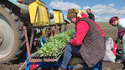Поле з капустою у селі Покащів Луцького району Поле з капустою у селі Покащів Луцького району