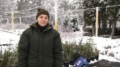 Житомирське лісництво підготувало для продажу дві тисячі ялинок Житомирське лісництво підготувало для продажу дві тисячі ялинок