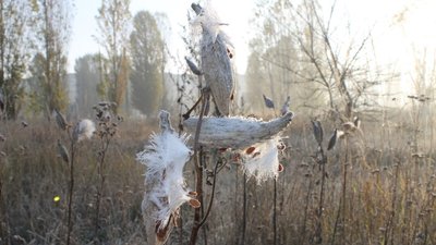 Бавовник сирійський