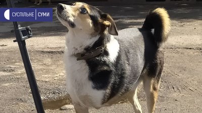 У Сумах влаштують виставку-фестиваль, аби знайти дім безпритульним тваринам У Сумах влаштують виставку-фестиваль, аби знайти дім безпритульним тваринам