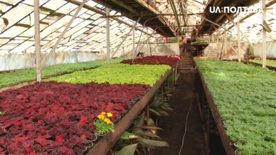 Теплиці КП "Декоративні культури" Теплиці КП "Декоративні культури"