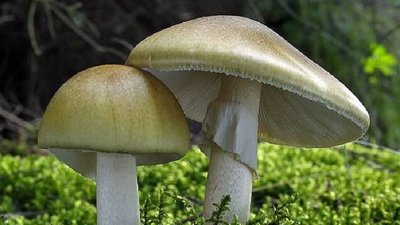 Троє львів'ян потрапили в реанімацію через отруєння грибами