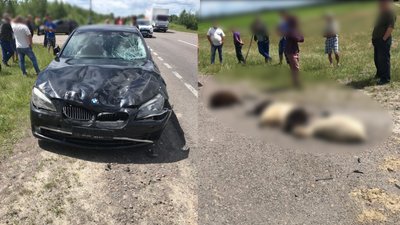 На Рівненщині водій врізався в отару овець, восьмеро тварин загинули