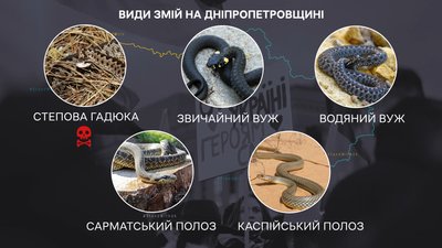 У Дніпрі жителі помічають плазунів на Набережній: чи є небезпека У Дніпрі жителі помічають плазунів на Набережній: чи є небезпека