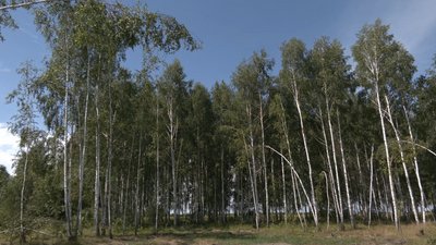 Ліси-самосіви на Чернігівщині хочуть легалізувати: скільки їх і що для цього треба Ліси-самосіви на Чернігівщині хочуть легалізувати: скільки їх і що для цього треба