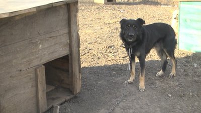 Вибухом потрощило собачі будки. Як виживає притулок "Друг" у Краматорську Вибухом потрощило собачі будки. Як виживає притулок "Друг" у Краматорську