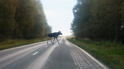 У Чернігівському районі Volkswagen збив лося: тварина загинула, пасажирка в лікарні