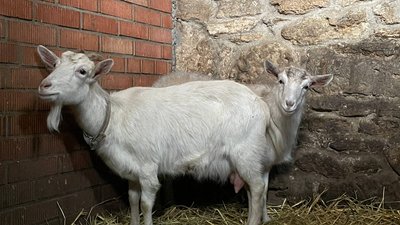 Евакуйовані з Херсонщини кози Марта та Білка Евакуйовані з Херсонщини кози Марта та Білка