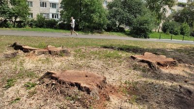 У луцькому сквері зрізають дерева: у чому причина У луцькому сквері зрізають дерева: у чому причина