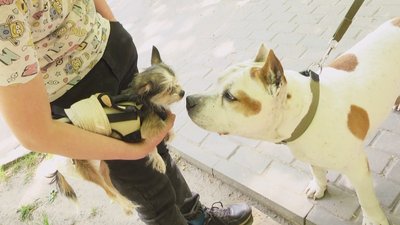 На фото Юмі й Тайсон з Харкова. На фото Юмі й Тайсон з Харкова.