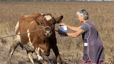 Корови для родин. На Миколаївщині селянам видали худобу Корови для родин. На Миколаївщині селянам видали худобу