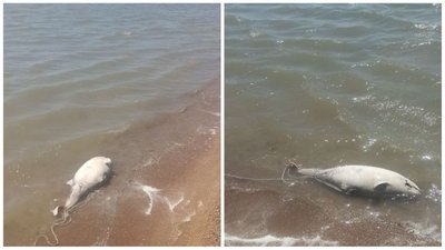 В акваторії моря маріупольці фіксують початок мору риби