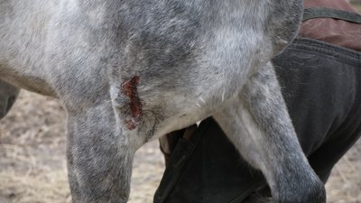 коні Вінниця коні Вінниця