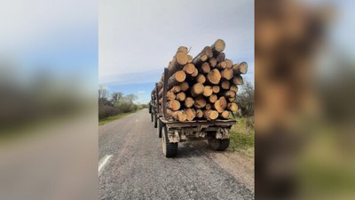 На Житомирщині екоінспекція виявила вантажівку деревини без документів На Житомирщині екоінспекція виявила вантажівку деревини без документів