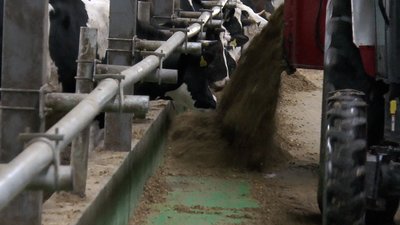 400 корів з Бахмута евакуювали та перевезли на підприємство Дніпровщини 400 корів з Бахмута евакуювали та перевезли на підприємство Дніпровщини