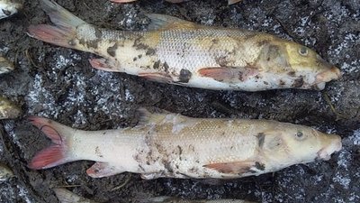 На Прикарпатті у водоймі знайшли мертвою червонокнижну рибу На Прикарпатті у водоймі знайшли мертвою червонокнижну рибу