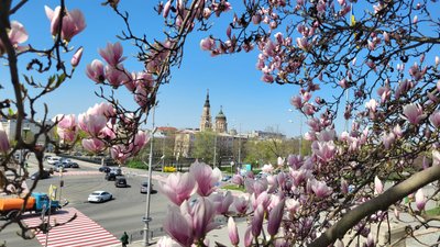 Магнолія квітне у Харкові Магнолія квітне у Харкові