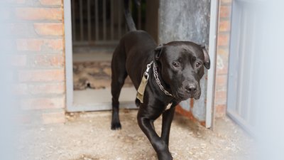 У Вінницькому притулку прийняли майже півсотні тварин із Маріуполя У Вінницькому притулку прийняли майже півсотні тварин із Маріуполя