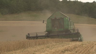 Цього року врожайність зернових на Черкащині нижча - Яріш Цього року врожайність зернових на Черкащині нижча - Яріш
