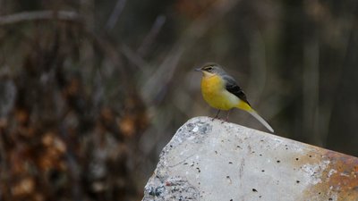 Житель Дніпра очолив чек-лист українських бьордерів – спостерігачів за птахами Житель Дніпра очолив чек-лист українських бьордерів – спостерігачів за птахами