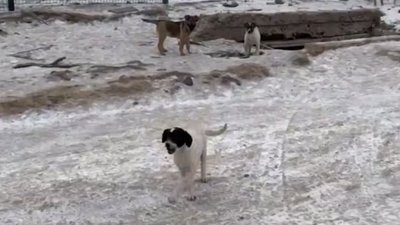 Безпритульні собаки у Маріуполі