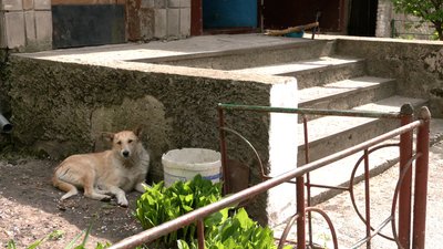 На Рівненщині загинули безпритульні собаки. Мешканці підозрюють масове отруєння