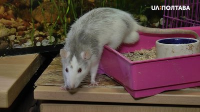 Семирічний щур Гриша Семирічний щур Гриша