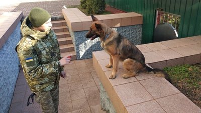 Набрала півтора мільйона переглядів. Вівчарка Вайріс служить у прикордонному загоні на Херсонщині Набрала півтора мільйона переглядів. Вівчарка Вайріс служить у прикордонному загоні на Херсонщині