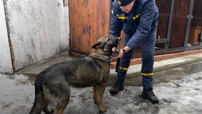 У ДСНС Полтавщини створили кінологічне відділення, де працює вівчарка Касандра