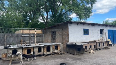 "Коли рятую чергову "дитину", я щаслива": зоозахисниця з Сумщини – про своїх підопічних з притулку "Коли рятую чергову "дитину", я щаслива": зоозахисниця з Сумщини – про своїх підопічних з притулку