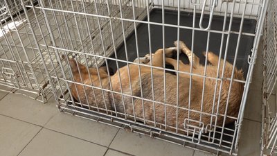 На Черкащині собак стерилізують та щеплюють від сказу На Черкащині собак стерилізують та щеплюють від сказу