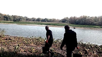 На "Хортиці" рятують молодих карасів від загибелі На "Хортиці" рятують молодих карасів від загибелі