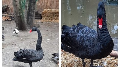 Біля Рені знайшли австралійського чорного лебедя. Його відвезли до Одеського зоопарку