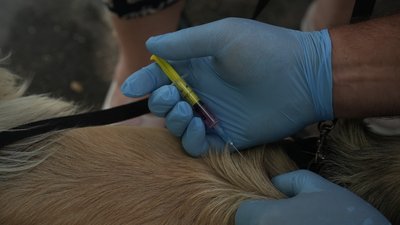 вакцинація від сказу