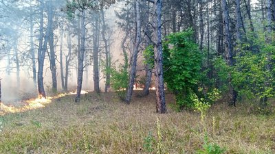 В Одеській області горить лісовий масив В Одеській області горить лісовий масив