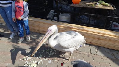 У Вінниці живе пелікан, який жонглює та розуміє людську мову У Вінниці живе пелікан, який жонглює та розуміє людську мову