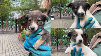 Чоловіка, який підкинув цуценят у Луцький зоопарк, шукатиме поліція Чоловіка, який підкинув цуценят у Луцький зоопарк, шукатиме поліція