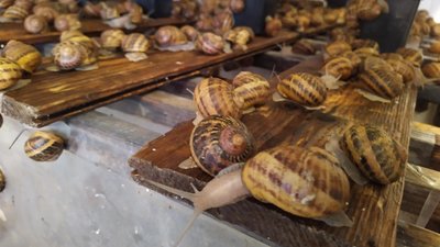 На Львівщині закрили першу в Україні зміїну ферму На Львівщині закрили першу в Україні зміїну ферму