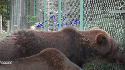 Хто вищий: у Галицькому парку поміряли ведмедів Хто вищий: у Галицькому парку поміряли ведмедів
