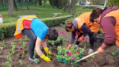 У Кропивницькому поцупили майже 2 тисячі квітів з міських клумб